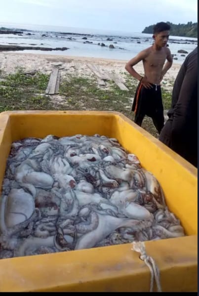 Penangkapan gurita dengan cara menyelam menggunakan alat pancing sederhana 