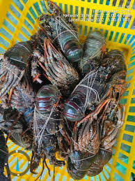 Nelayan desa lewak mampu mendapatkan penghasilan yang cukup signifikan dari menangkap lobster.