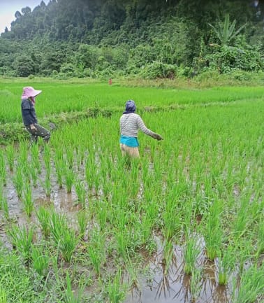 Desa lewak memiliki lahan persawan seluas 124 Hektar yang menjadi mata pencaharian utama masyarakat 
